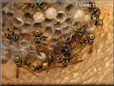 wasp nest