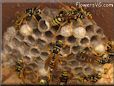 wasp nest
