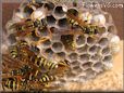 wasp nest