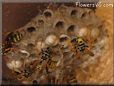 wasp nest