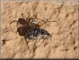 widow spider