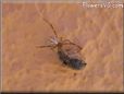 widow spider