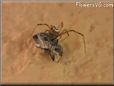 widow spider