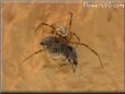 widow spider