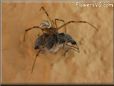 widow spider
