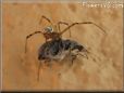widow spider