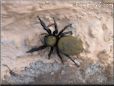 brown jumping spider