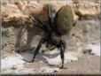 jumping spider