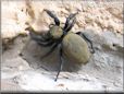 jumping spider