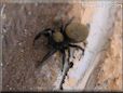 jumping spider
