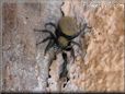 jumping spider
