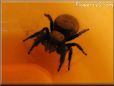 jumping spider