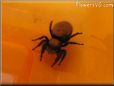 jumping spider