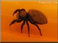 jumping spider
