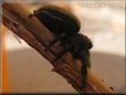 jumping spider