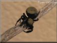 jumping spider