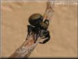 jumping spider