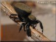 jumping spider