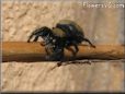 jumping spider