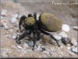jumping spider