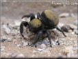 jumping spider