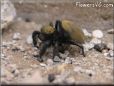jumping spider