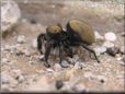 jumping spider