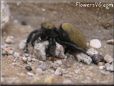 jumping spider