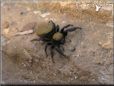 jumping spider