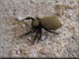 jumping spider