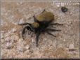 jumping spider