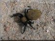 jumping spider