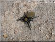 jumping spider