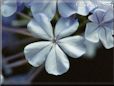 blue plumbago flower