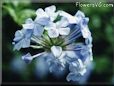 blue plumbago flower