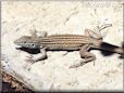 whiptail lizard