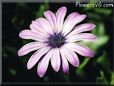 purple african daisy pictures