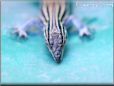 whiptailed lizard