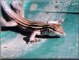 whip tailed lizard