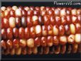 colored corn