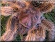 large tarantula