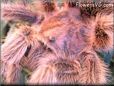  tarantula