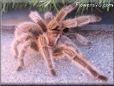  tarantula