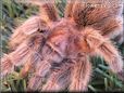 tarantula