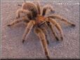  tarantula