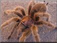  tarantula