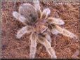  tarantula