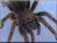 rose hair tarantula