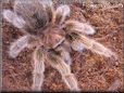 rose hair tarantula