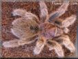 rose hair tarantula